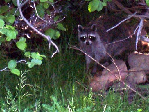 Pesky Raccoon at the Rock Creek campground, Jordanelle State Park, Utah