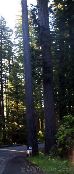 Vacaciones de 2008 en California - Curtis en Parque Nacional Redwood
