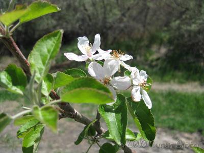 El flor de primavera en nuestro manzano