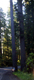Ver - Vacaciones de 2008 en California - Curtis en Parque Nacional Redwood
