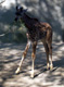 View - Cruise - A baby giraffe we saw at the San Diego Zoo