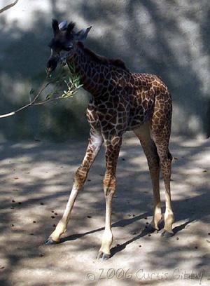 Cruise - A baby giraffe we saw at the San Diego Zoo